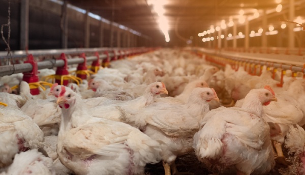 Poultry Software Management