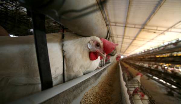 Best Poultry Management Software Nigeria