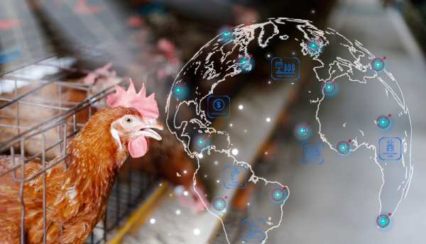 Chick Quality Scoring Delivery Management Bangladesh