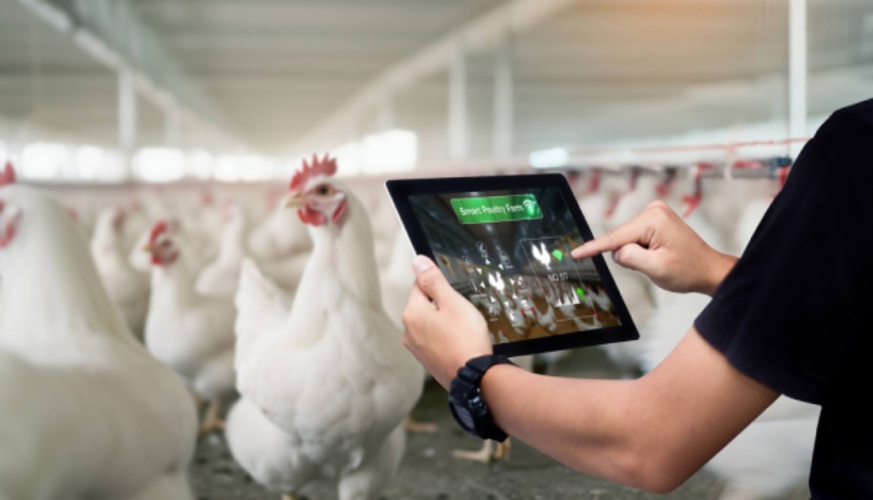 Hatchery Management Kuwait Manual to Digital
