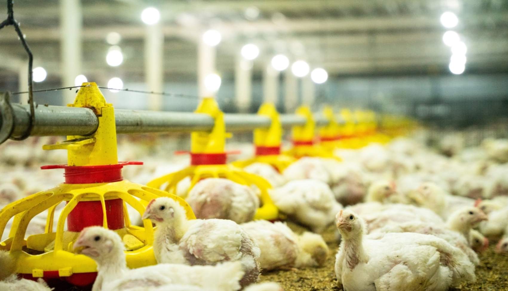 Improve Egg Fertility Nigeria Breeder Farms Technology