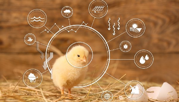 Know About Poultry Management Software Modules