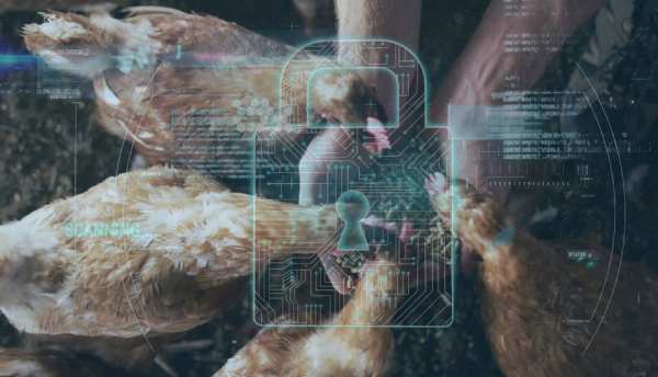 Nigeria Poultry Challenges Software