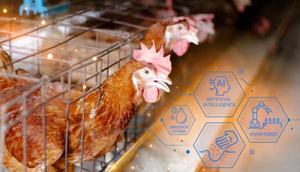 Nigeria Poultry Supply Chain Traceability