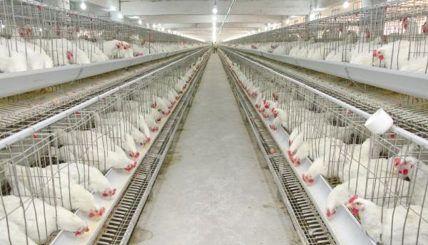 Poultry Farming Challenges Software Solutions